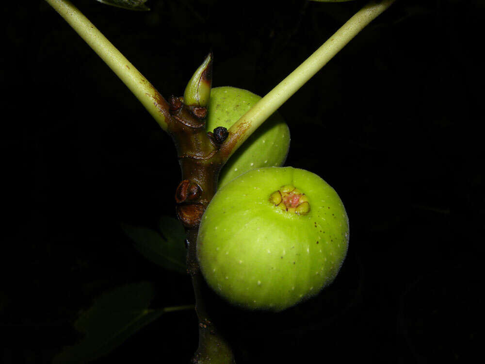 Image of fig