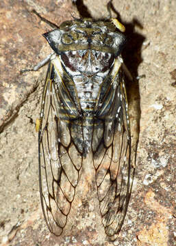 Image of Oxypleura quadraticollis (Butler & A. G. 1874)