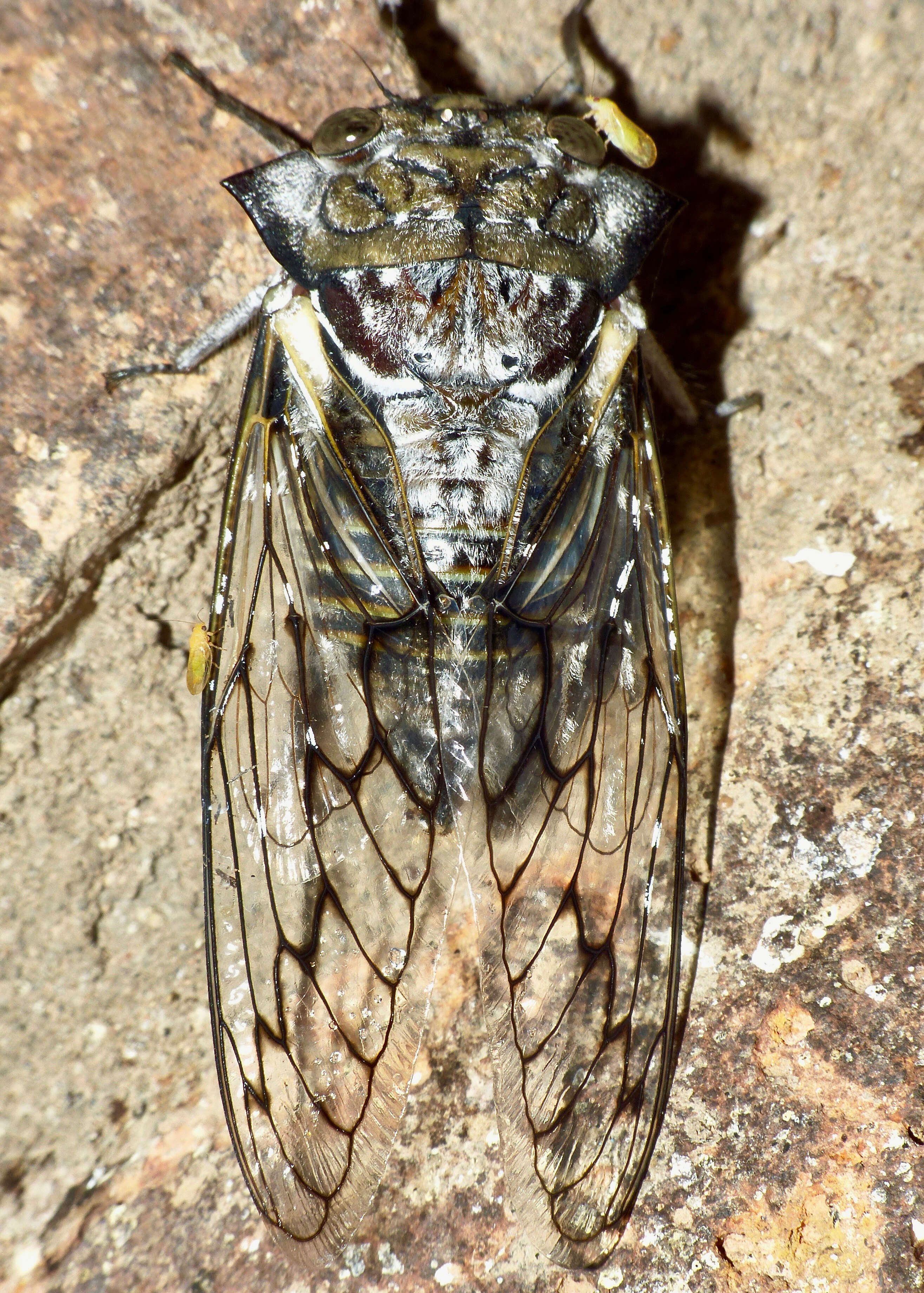 Image of Oxypleura quadraticollis (Butler & A. G. 1874)