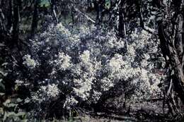 صورة Leptospermum divaricatum Schauer