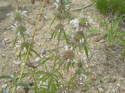 Image of Bee Balm