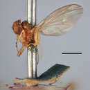 Image of Drosophila tristis Fallen 1823