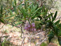 Imagem de Grevillea sericea (Sm.) R. Br.