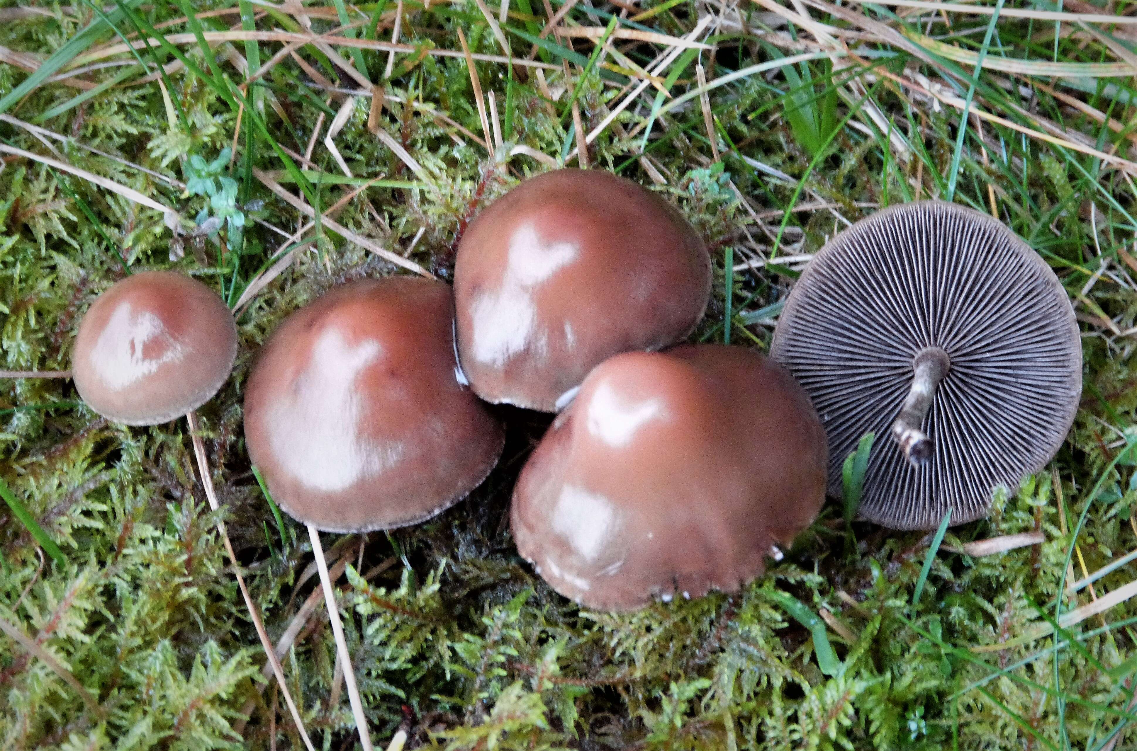 Psilocybe turficola J. Favre 1939 resmi