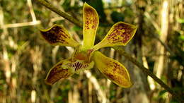 Image of butterfly orchid