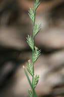 Image of perennial ryegrass