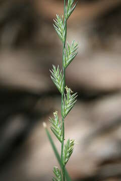 Image of ryegrass