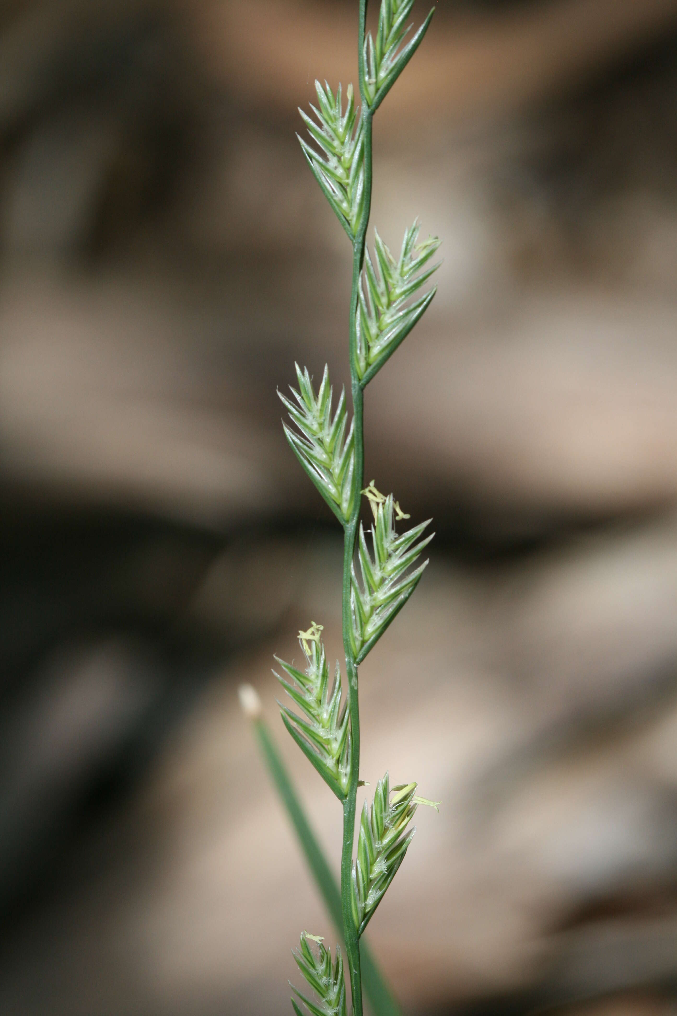 Image of perennial ryegrass