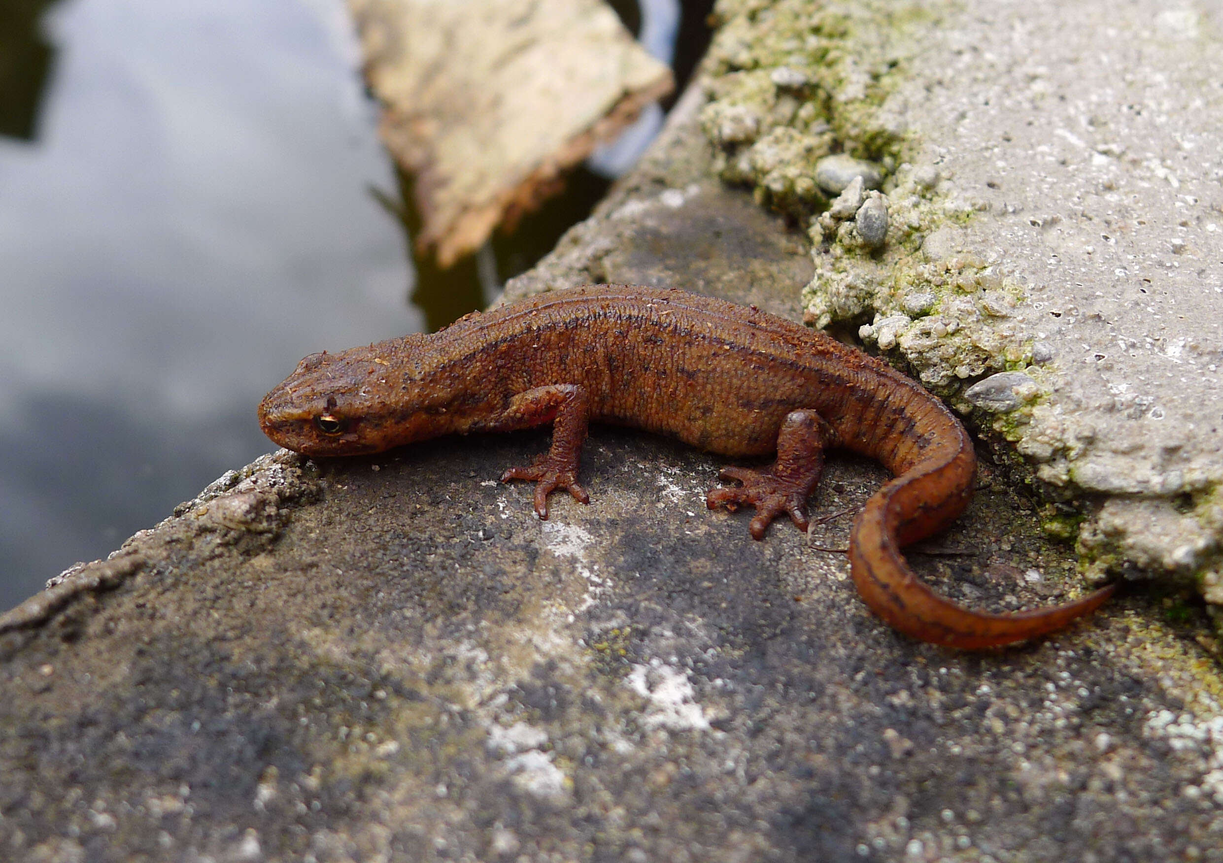 Image of Lissotriton Bell 1839