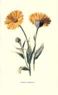 Image of marigold