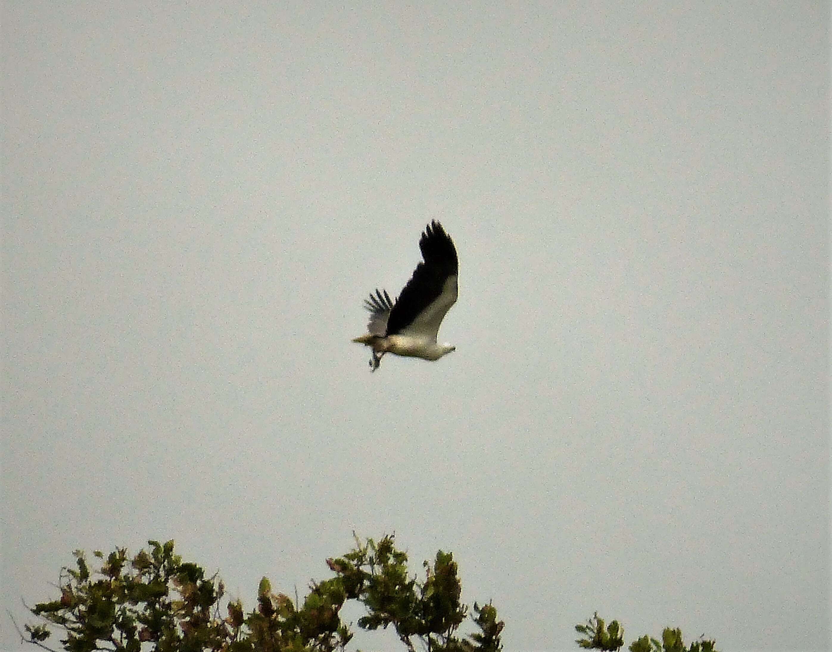 Image of Sea eagles