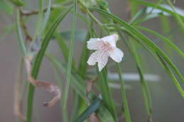 Image of Eremophila bignoniiflora (Benth.) F. Muell.