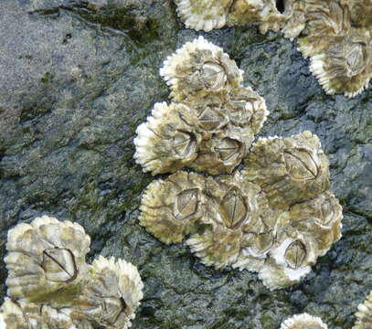 Image of rough barnacle