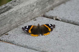 Imagem de Vanessa atalanta Linnaeus 1758