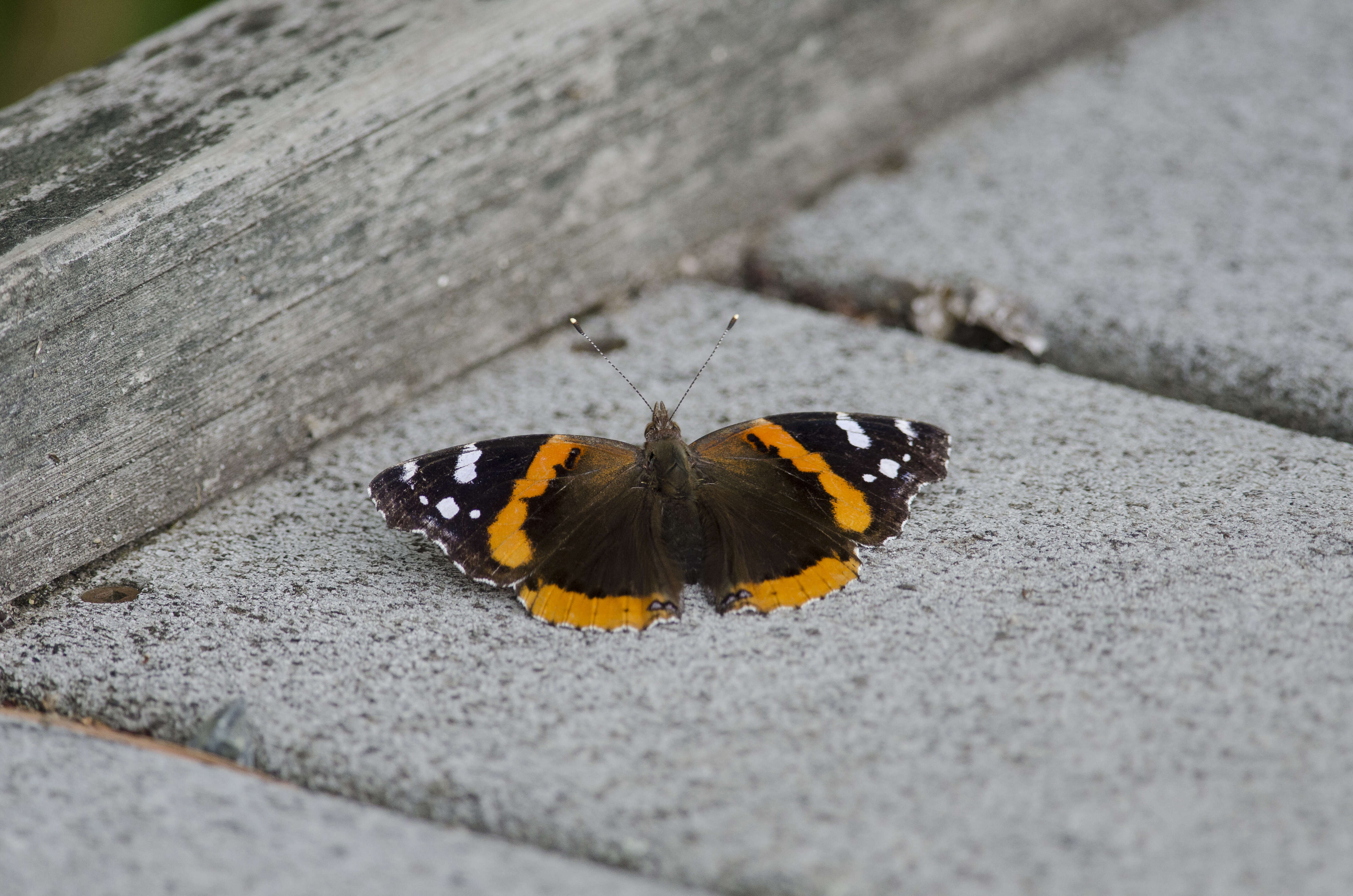 Image of Ladies and Red Admiral