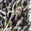 Image of Stenochlaena palustris (Burm. fil.) Bedd.