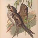 صورة Podargus ocellatus marmoratus Gould 1855