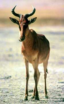 Image of Hartebeest