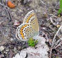 Image of Plebejus