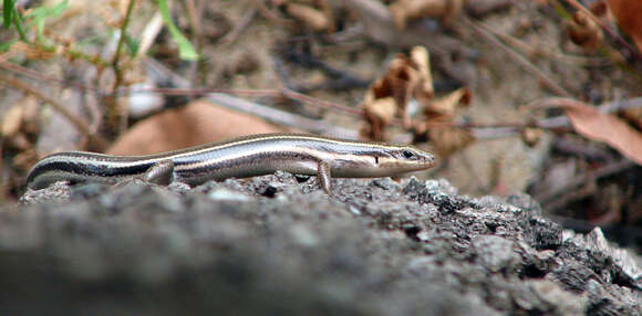 Image of skink