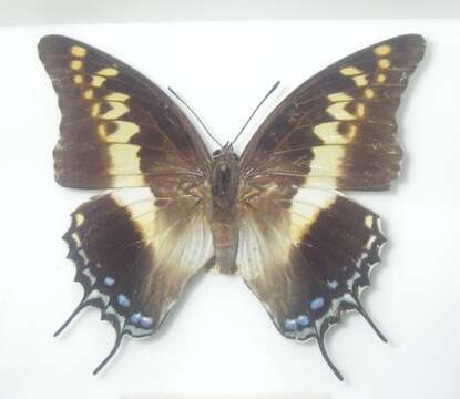 Imagem de Charaxes castor