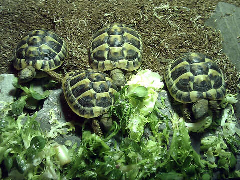 Image of Hermann's Tortoise