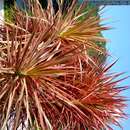 Image of Dracaena reflexa var. angustifolia Baker