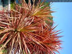 Image of Dragon trees