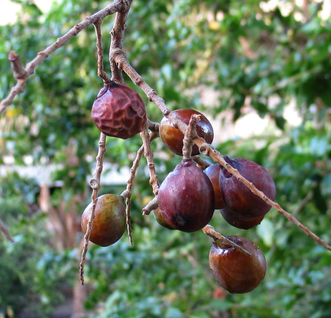 Image of Sapindus oahuensis Hillebr.