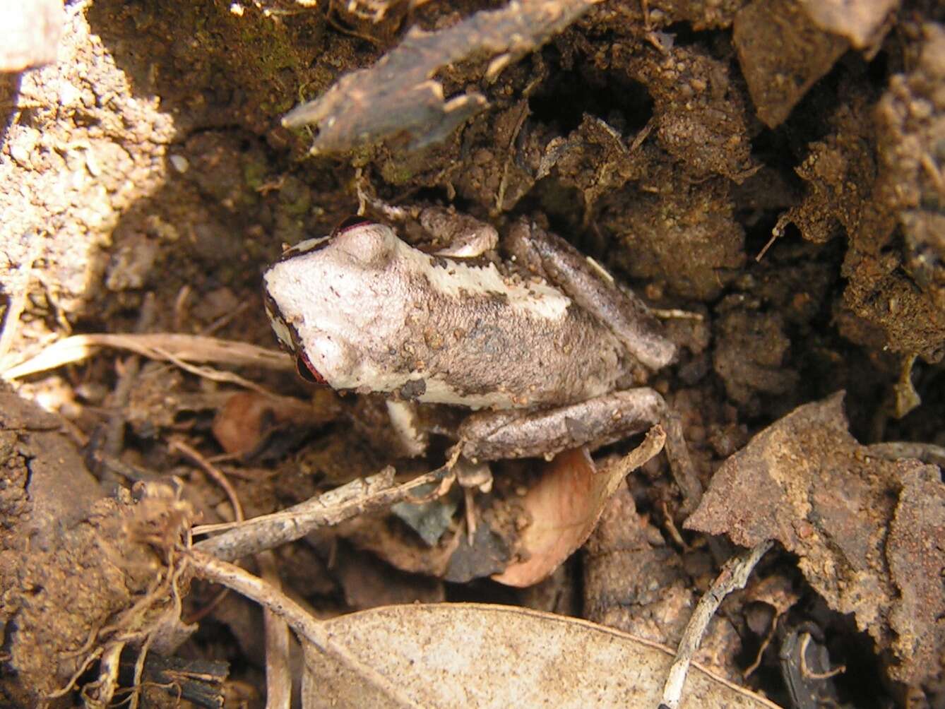 Image of Australiasian treefrogs