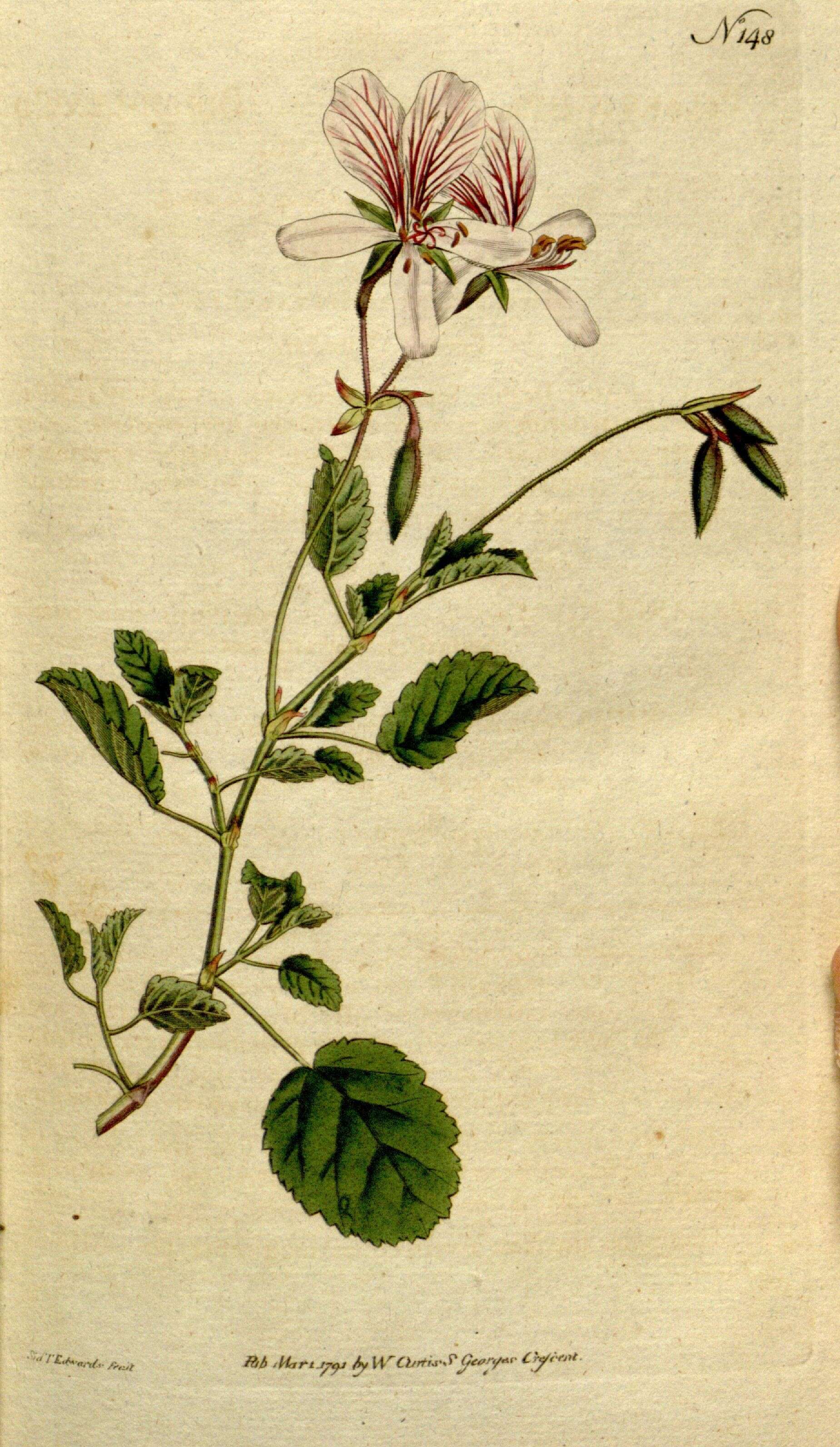 Image of Pelargonium betulinum (L.) L'Her.