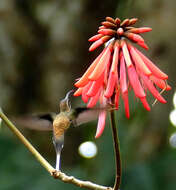 Image of Long-billed Hermit