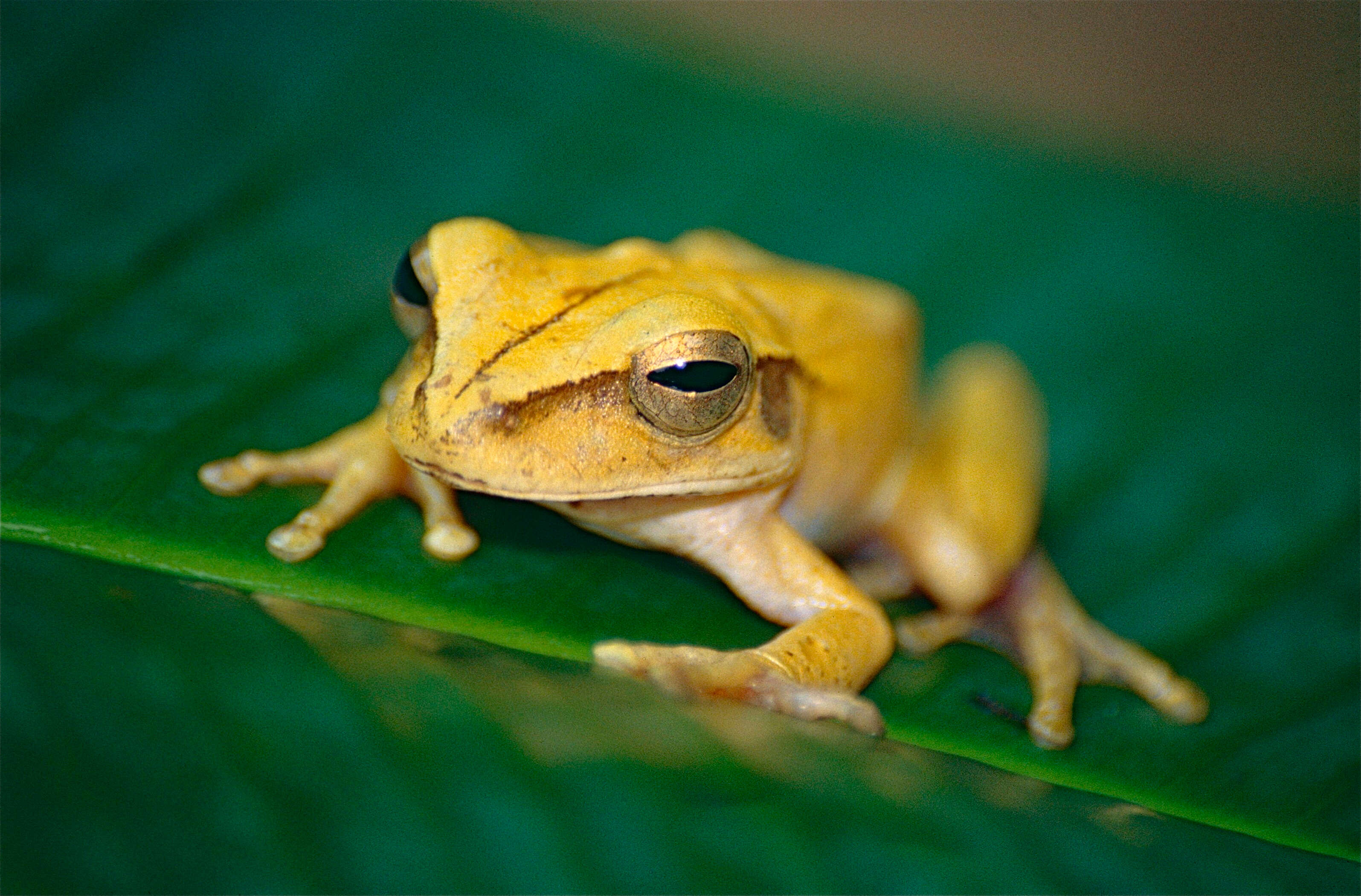 Image of Boana multifasciata (Günther 1859)