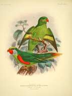 Image of Red-flanked Lorikeet