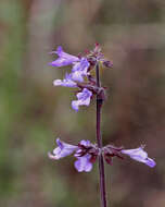 Imagem de Salvia lyrata L.