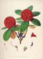 Image of Rhododendron fulgens Hook. fil.