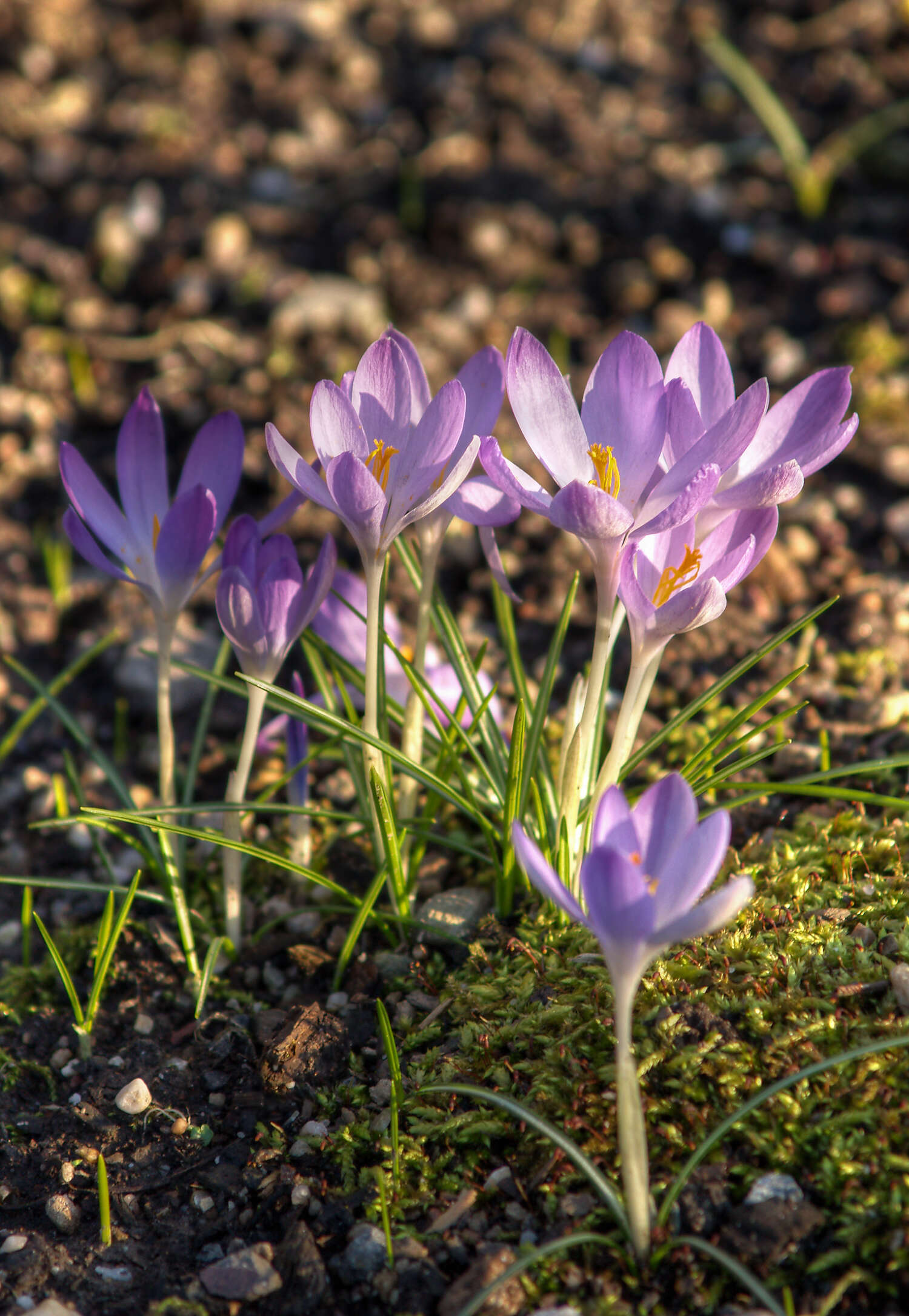 Image of Tomasini's crocus