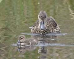 Image of Chestnut Teal