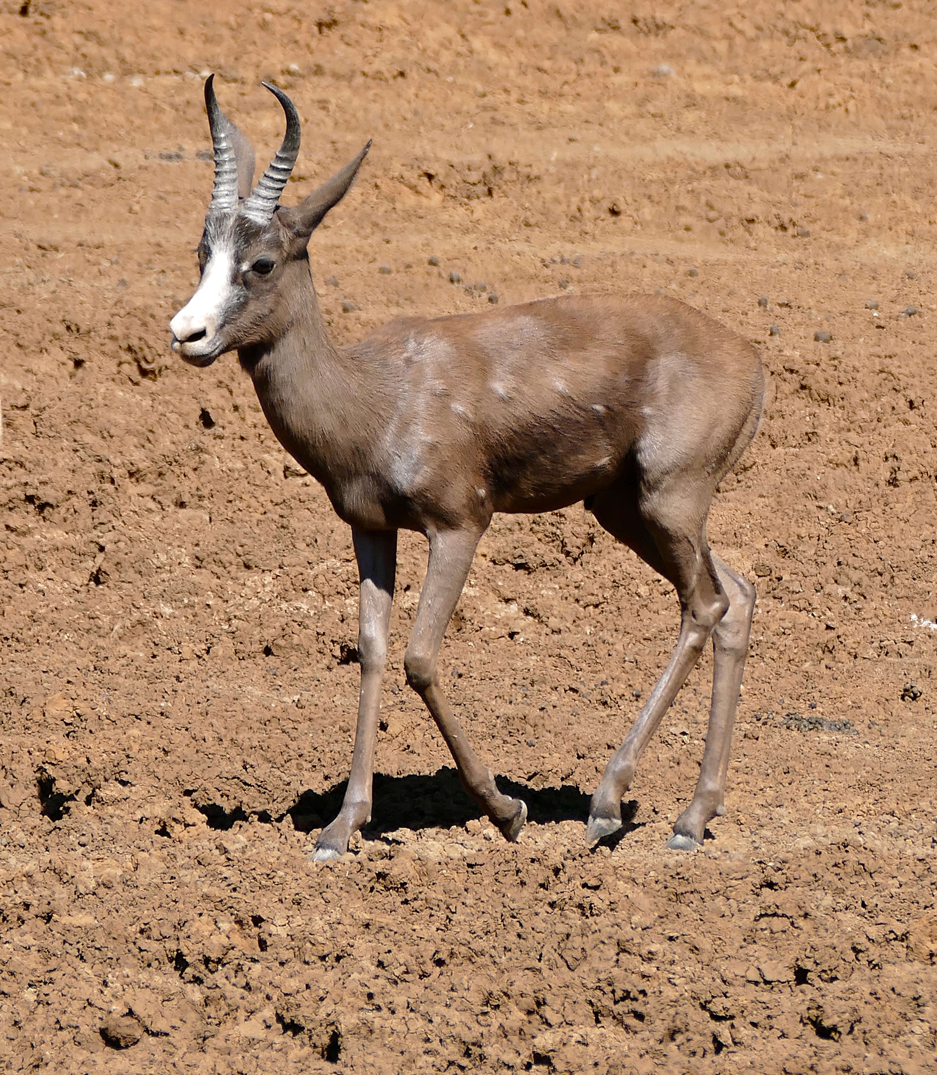 Image of Springbok