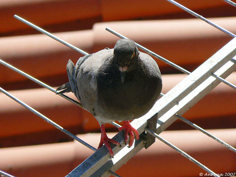 Image of Columba Linnaeus 1758