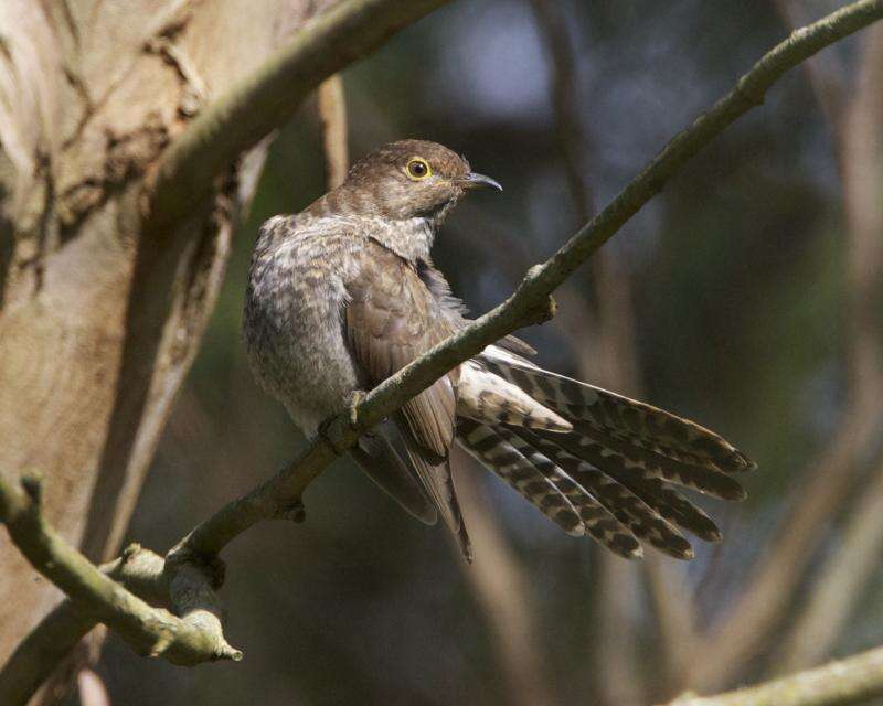 Sivun Cacomantis flabelliformis flabelliformis (Latham 1801) kuva