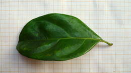 Image of Cordia acutifolia Fresen.