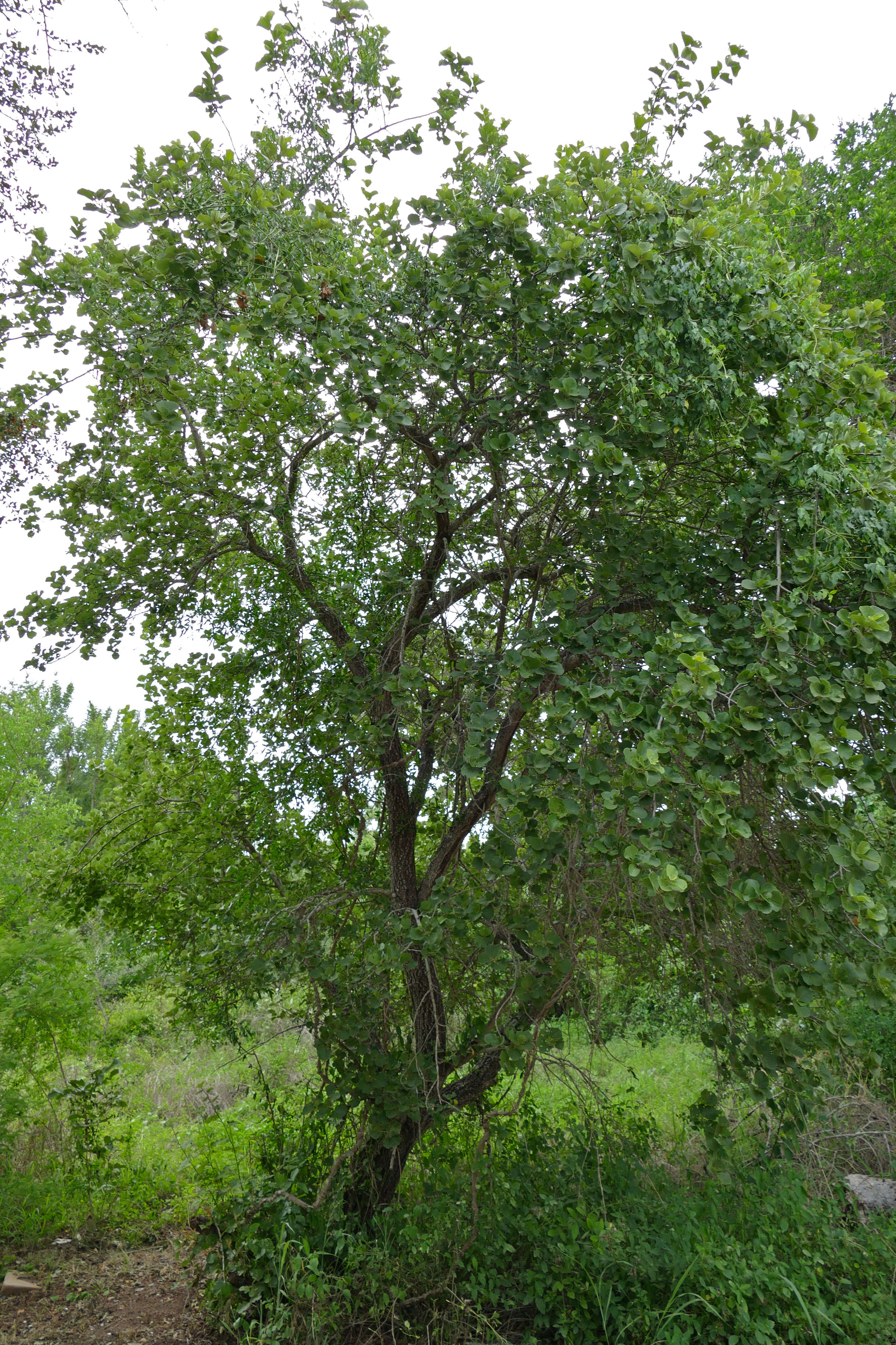 Image of Dombeya