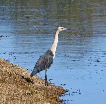 Image of Pacific Heron