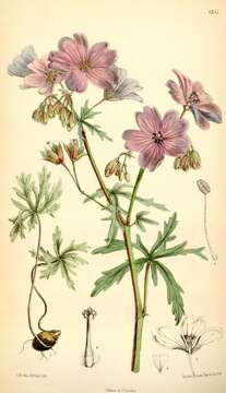 Image of Geranium atlanticum Boiss.