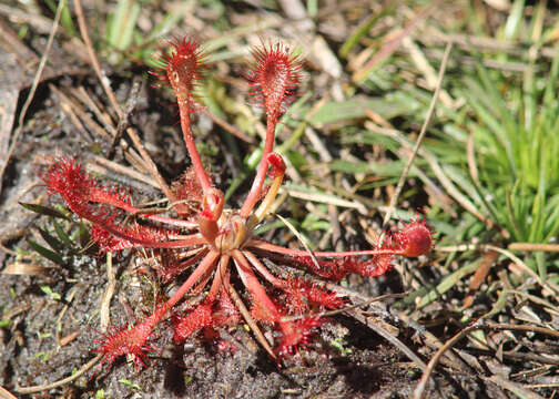 Image of pink sundew