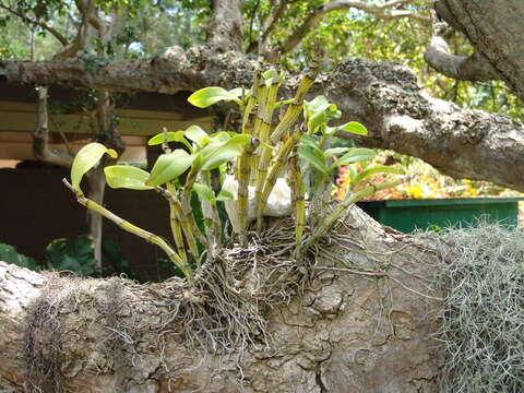 Image de Plumeria rubra L.