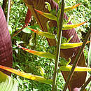 Image of Heliconia gloriosa Abalo & G. Morales