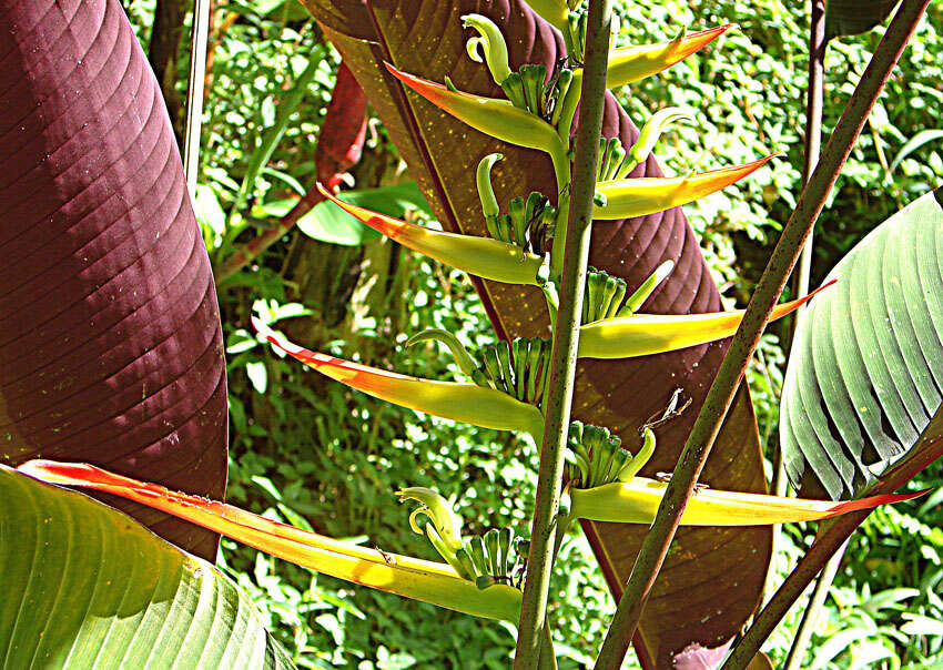 Image of Heliconia gloriosa Abalo & G. Morales
