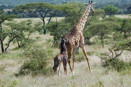 Image of Giraffe